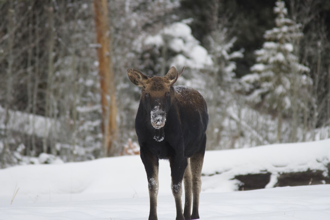 brown and black horse on snow covered ground during daytime