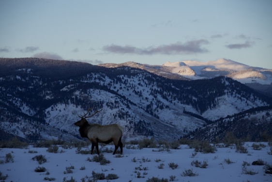 A detailed print of a majestic elk standing in a snowy mountain meadow at dawn.