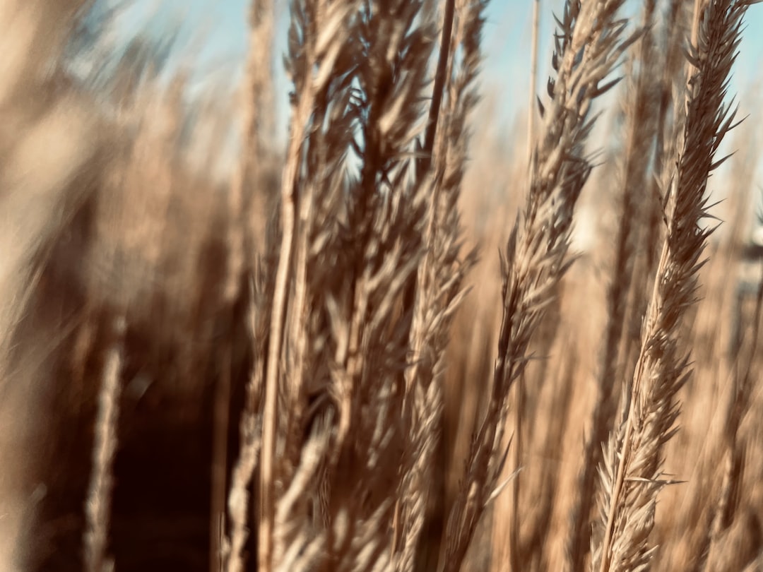 brown wheat field during daytime