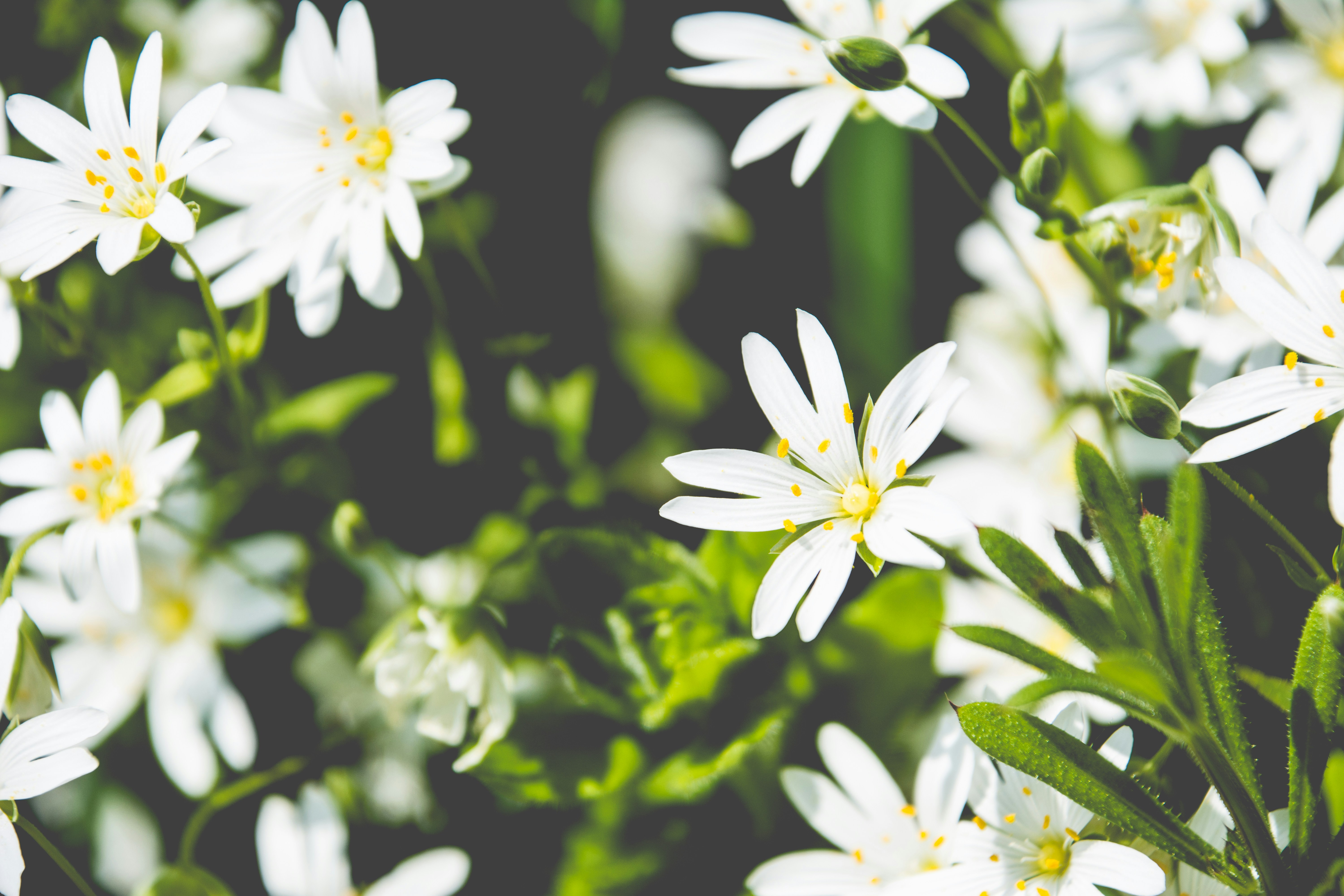 Photo by thomascouillard