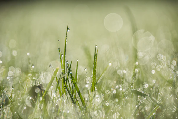 Dew on grass blades