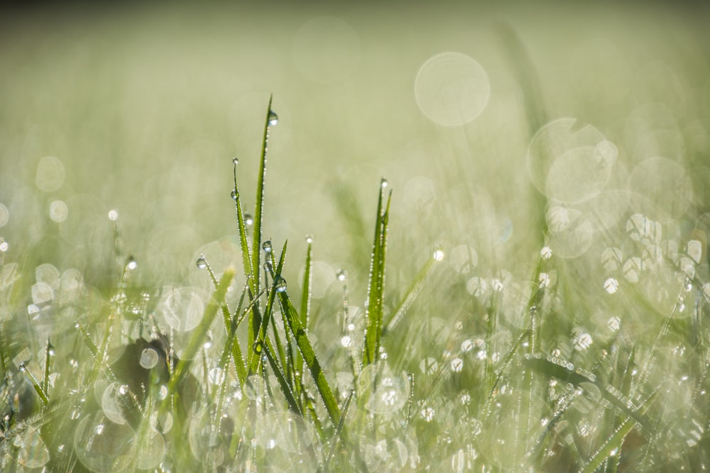 green grass with water droplets