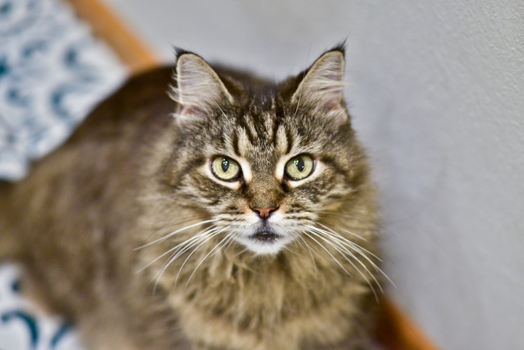 brown tabby cat on white textile, maine coon