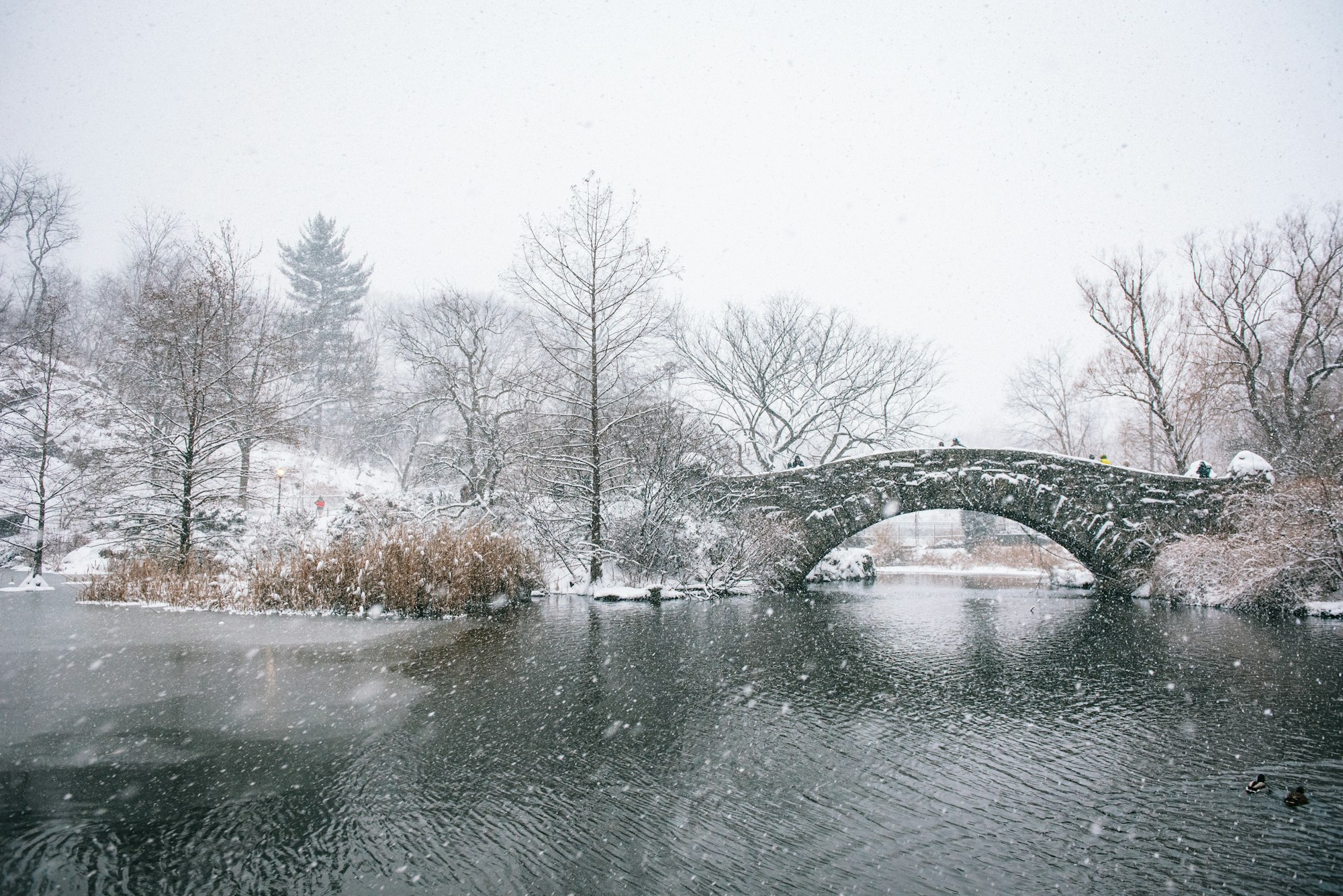 Central Park New York snow storm