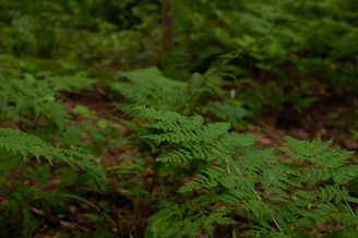 A serene African forest bathed in soft emerald light, symbolizing natural healing and spiritual depth.