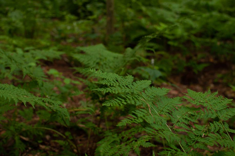 A serene African forest bathed in soft emerald light, symbolizing natural healing and spiritual depth.