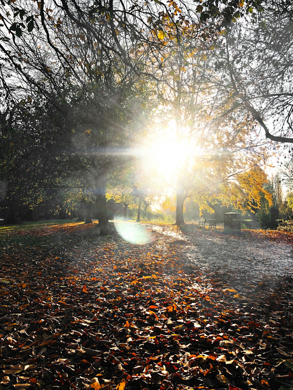 green trees on brown leaves on ground during daytime