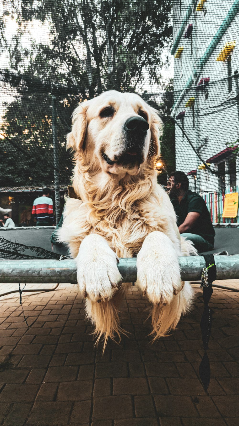 golden retriever lying on green metal bench during daytime