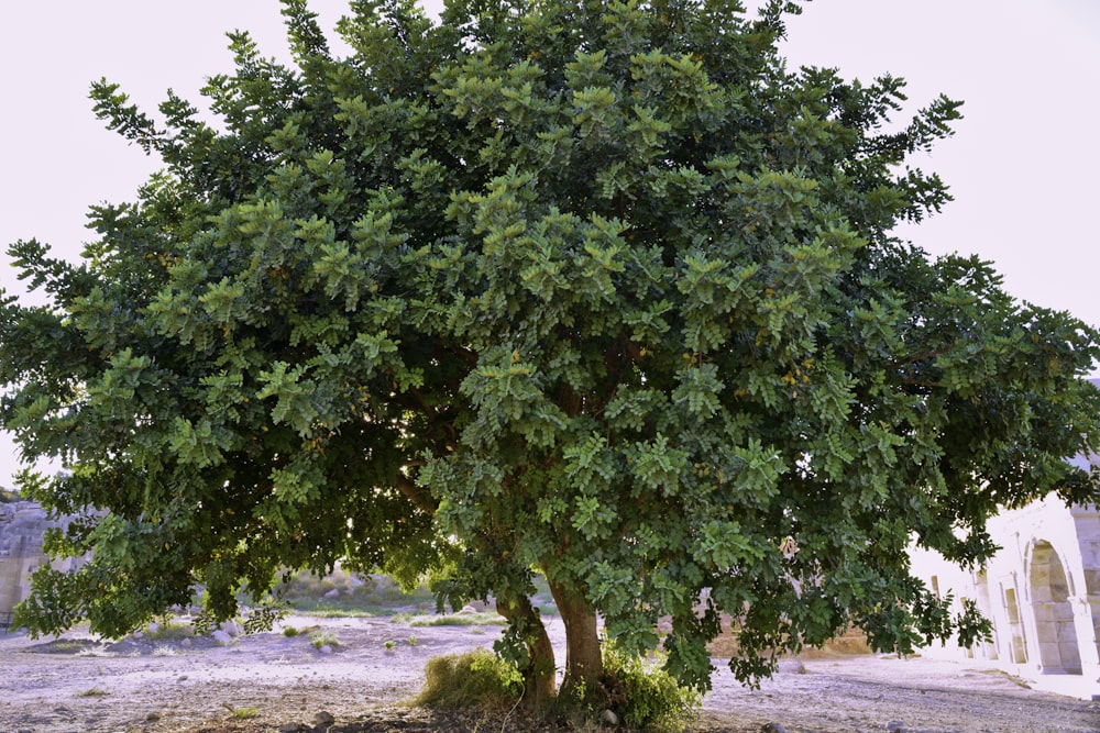 green tree on brown soil during daytime