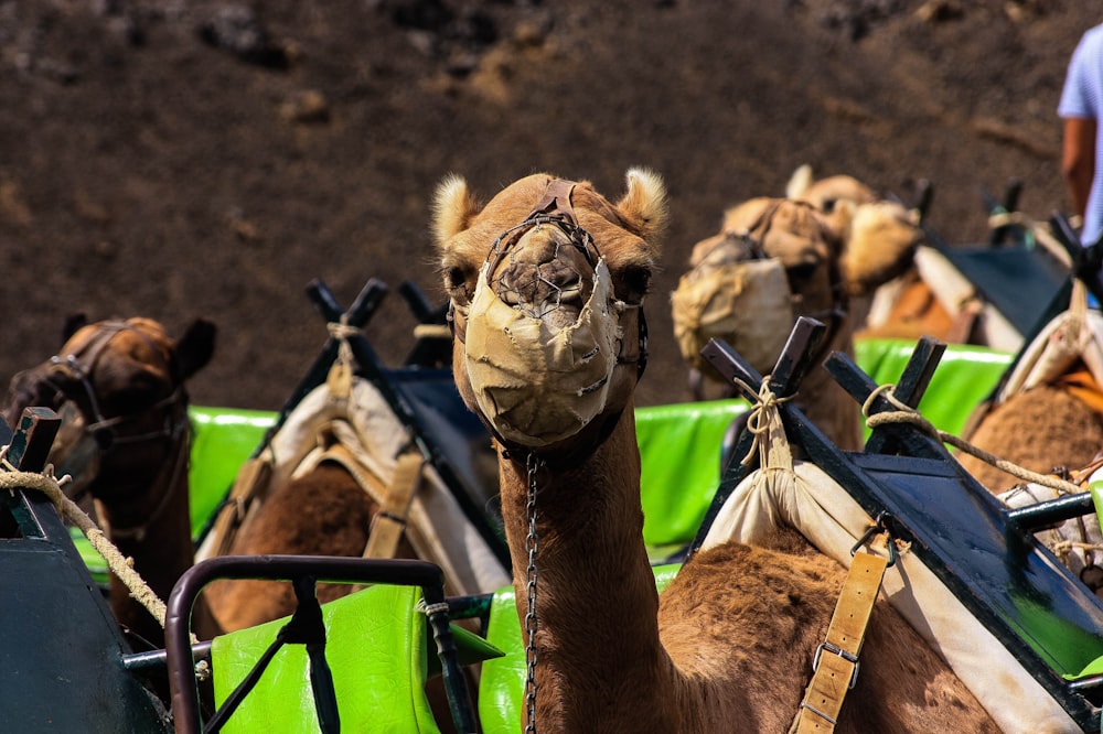 brown camel on brown sand during daytime