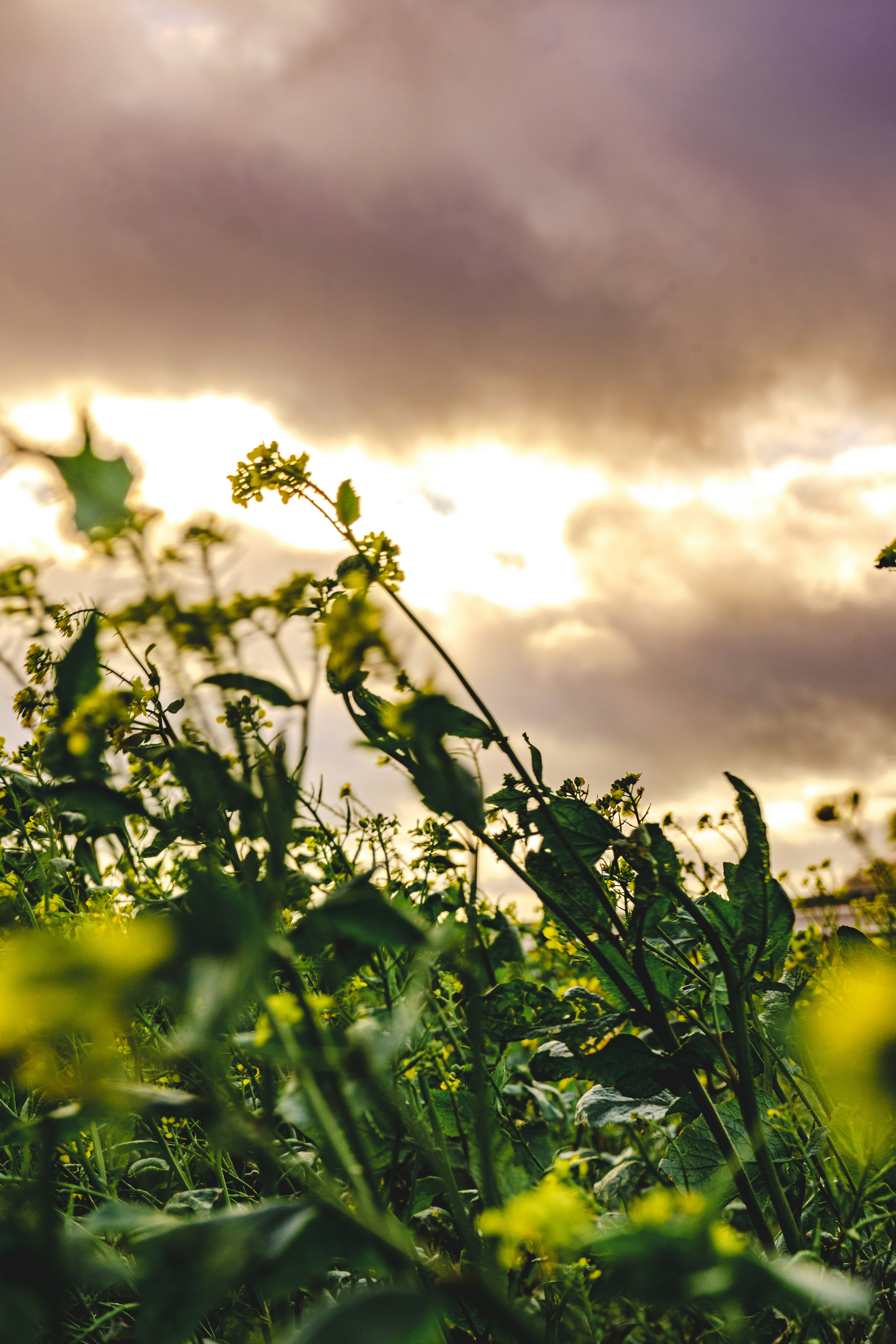 green plant under cloudy sky during daytime