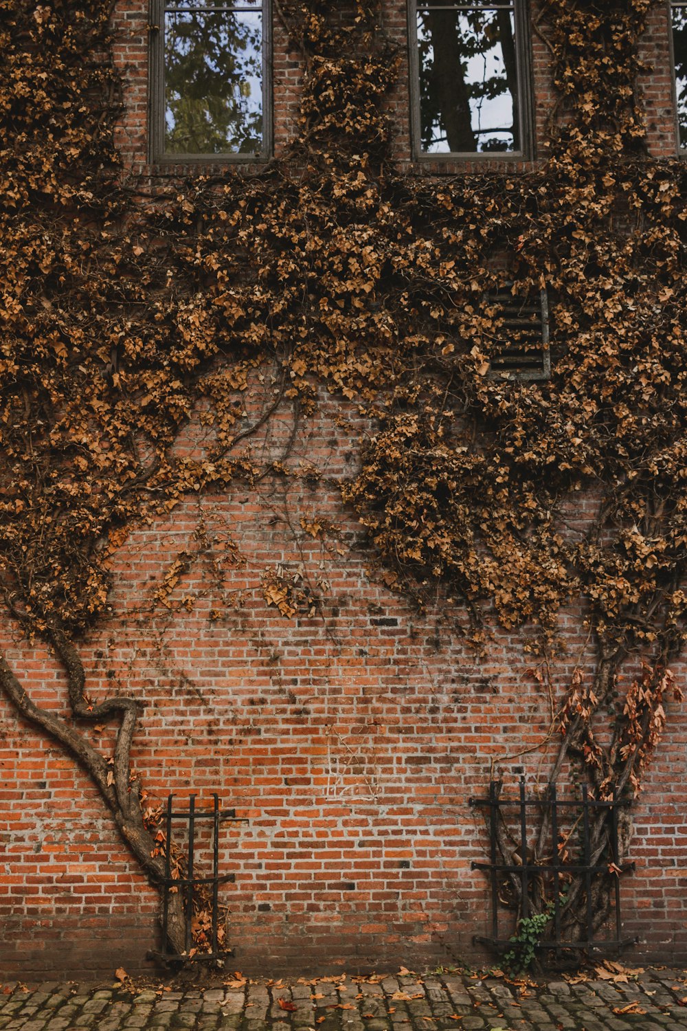 brown tree near brown brick wall