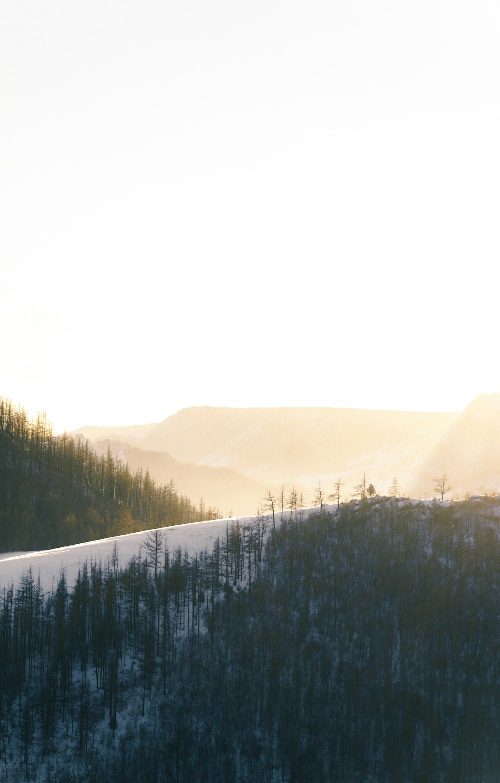 green trees on mountain during daytime