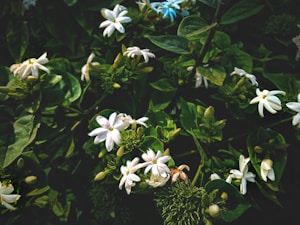 Midnight Jasmine Mist