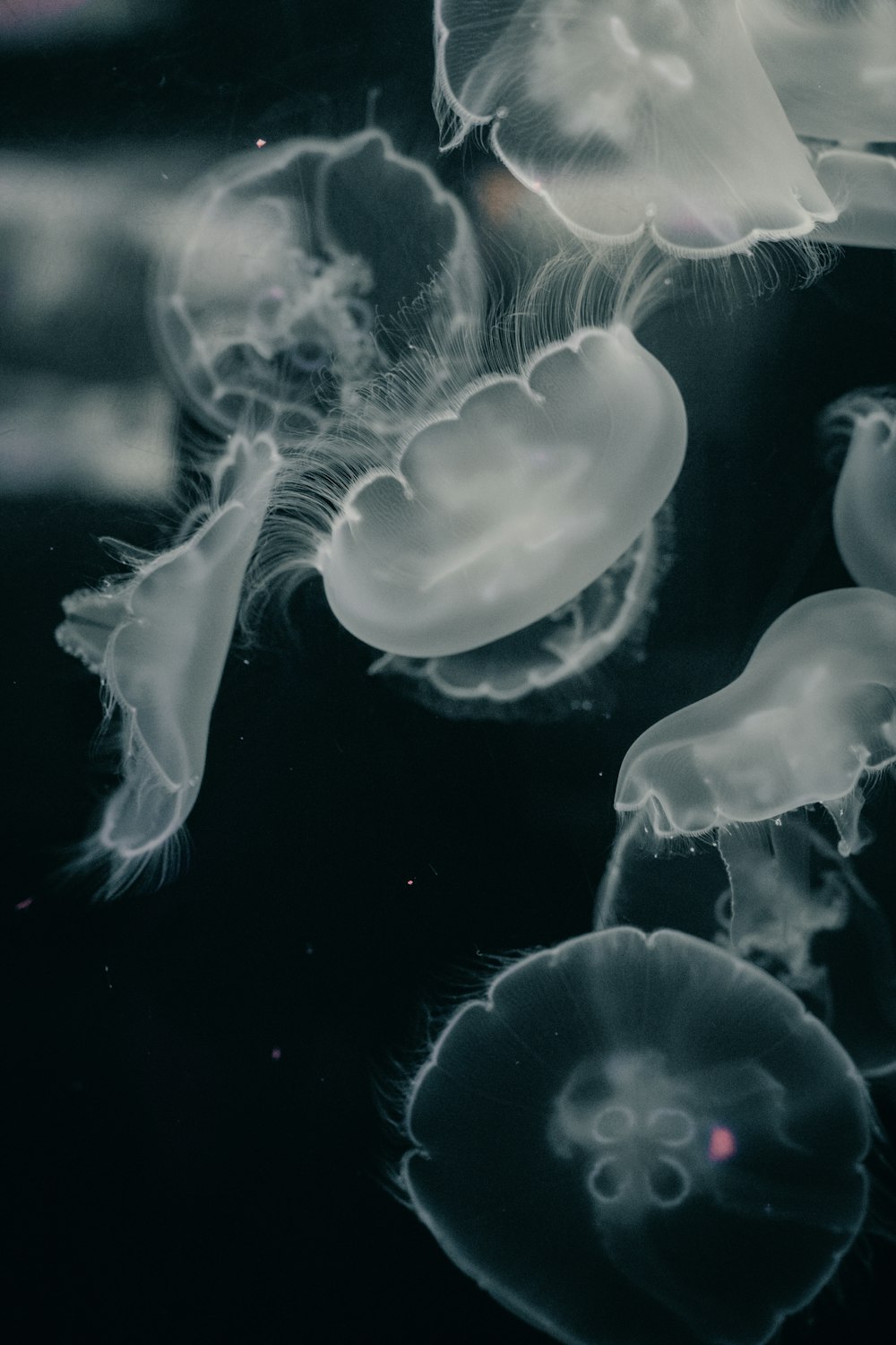 white jellyfish in water during daytime