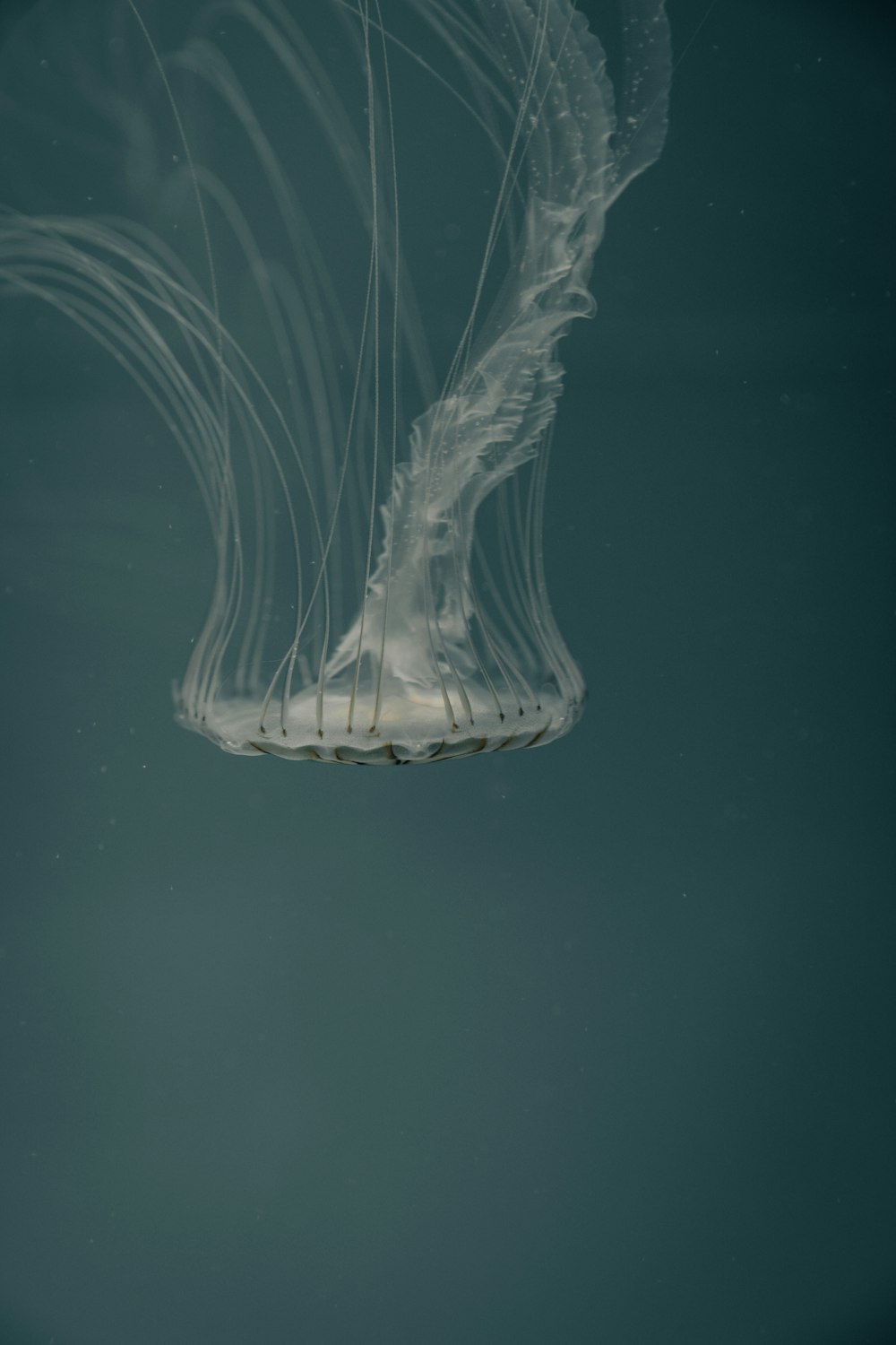 white and blue jellyfish in blue water