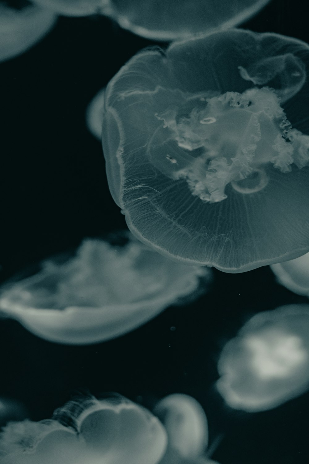 white jelly fish in water