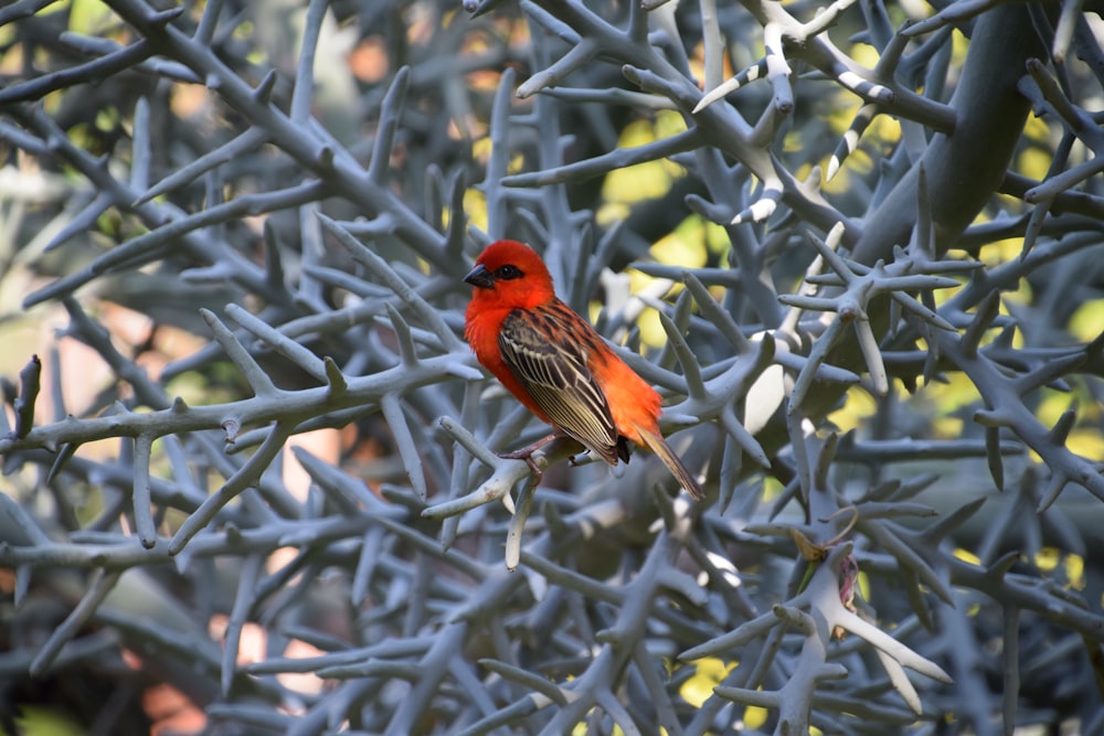 red cardinal perched on gray metal fence during daytime