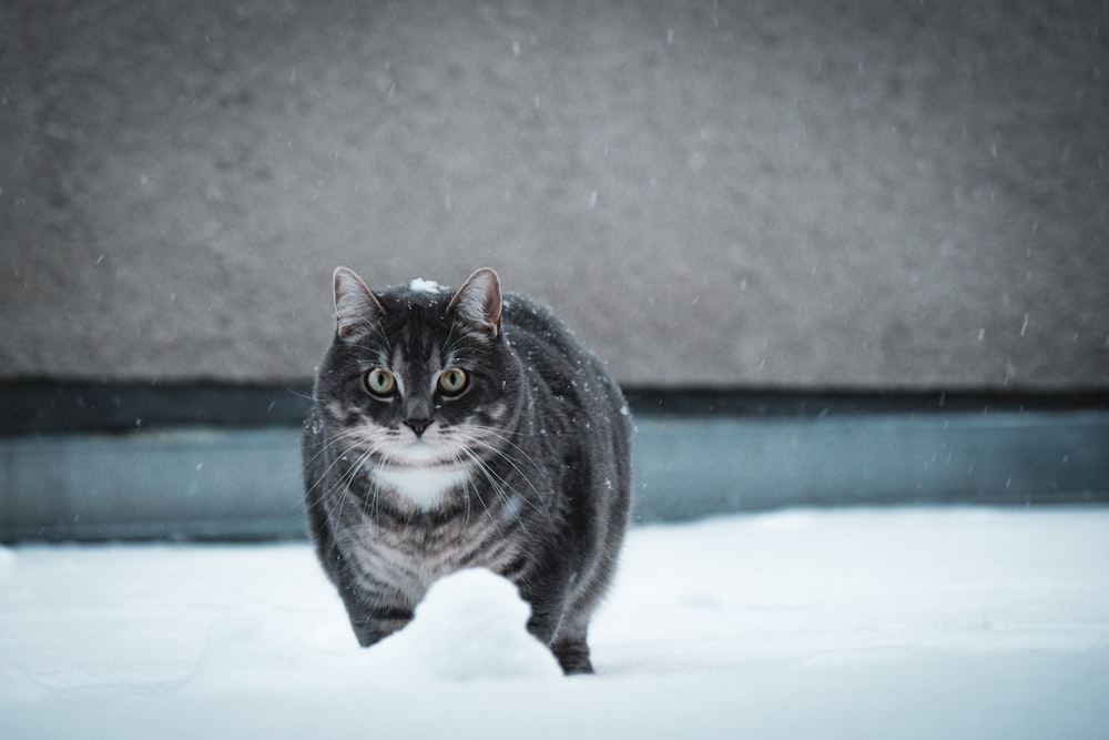 black and white cat on snow