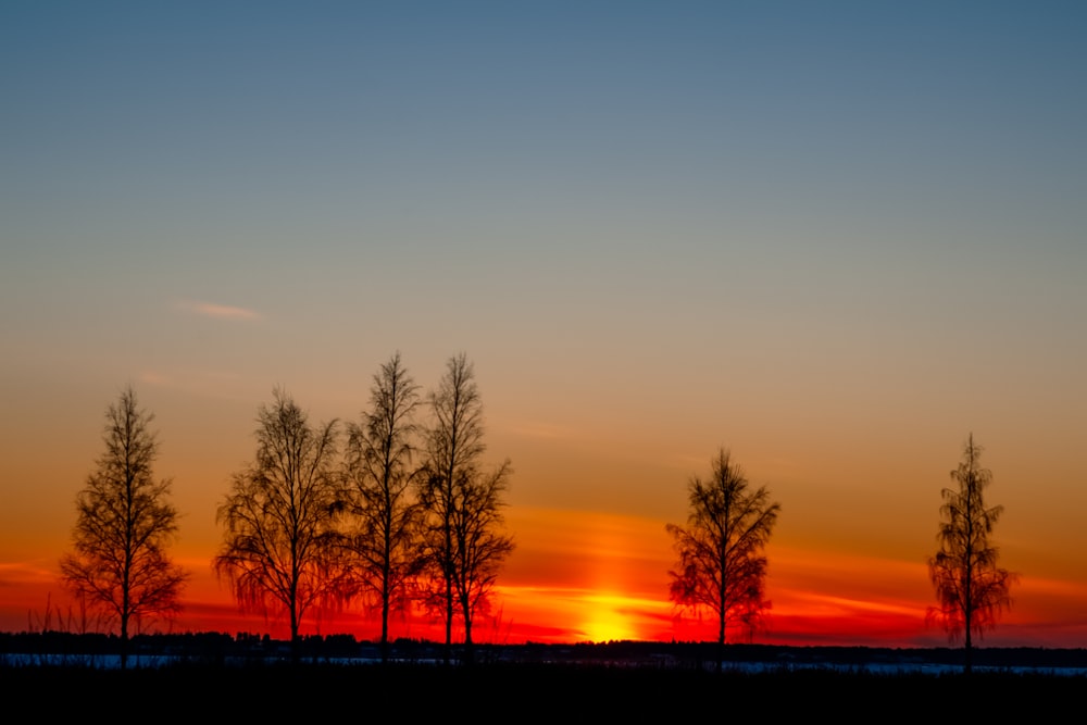 silhouette of trees during sunset