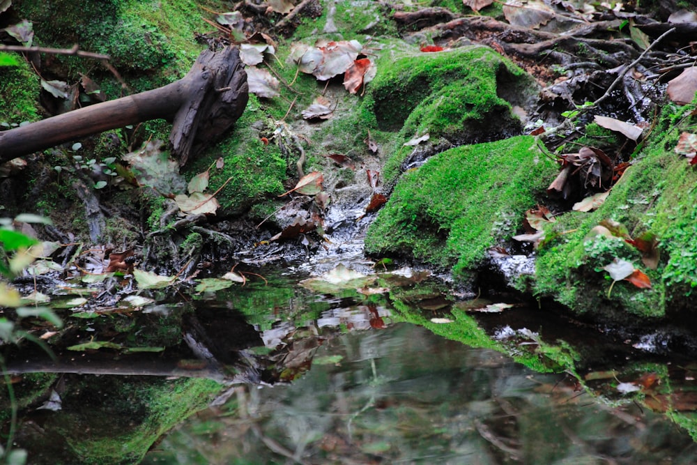 brown tree trunk on green moss on river