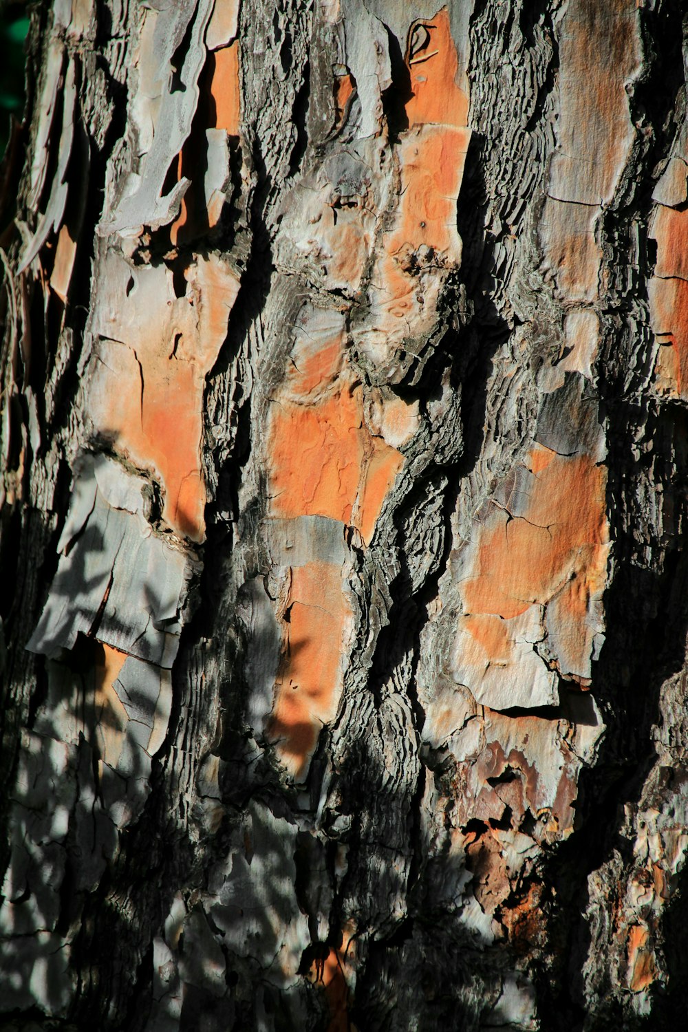 brown and black tree trunk