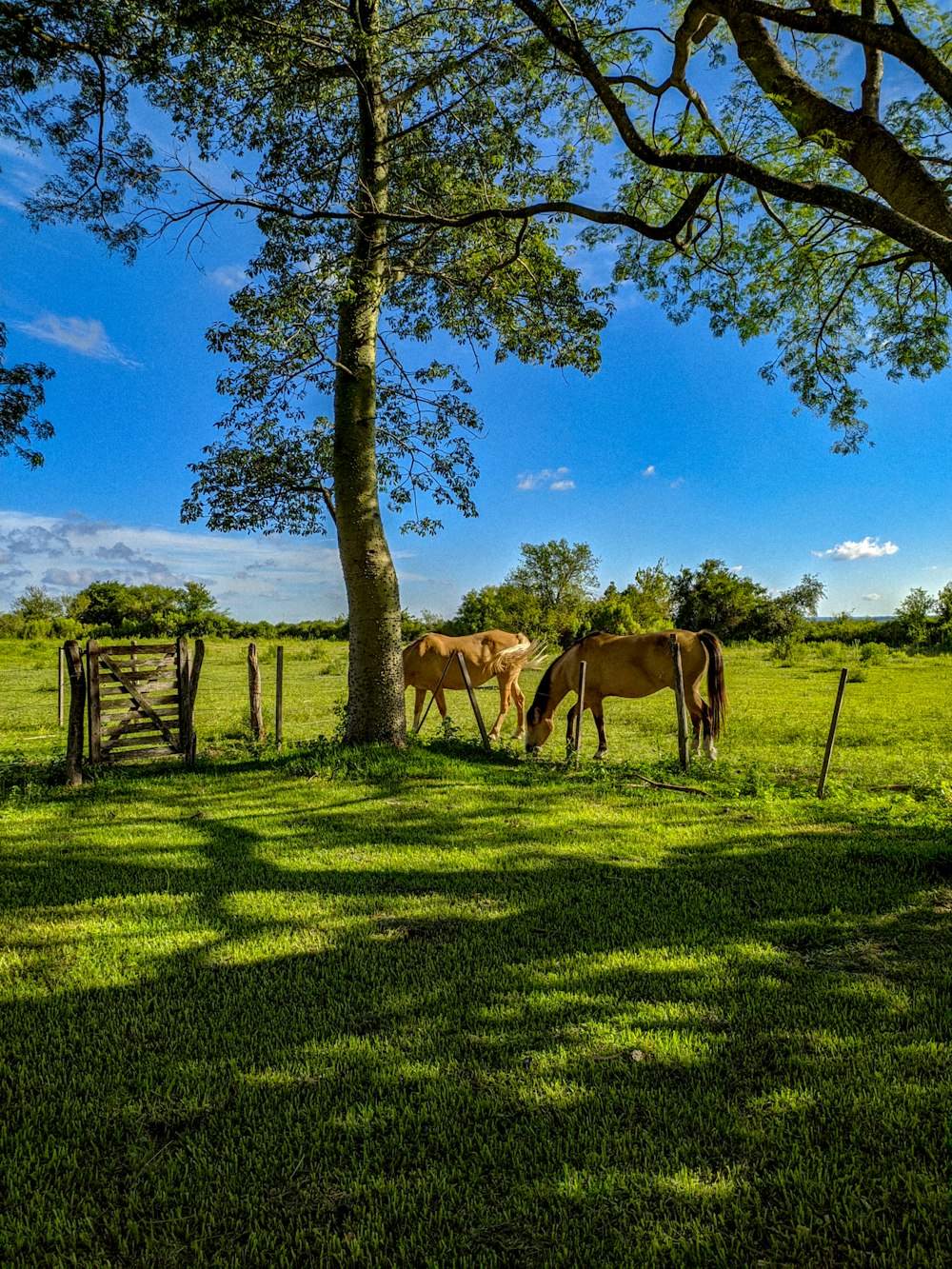 brown horse on green grass field during daytime