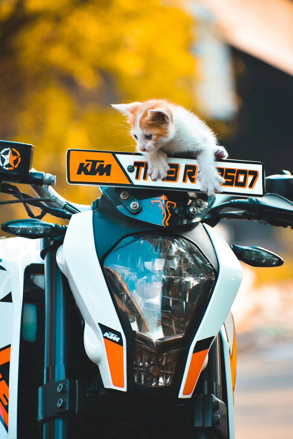 gatito atigrado naranja en motocicleta azul y blanca