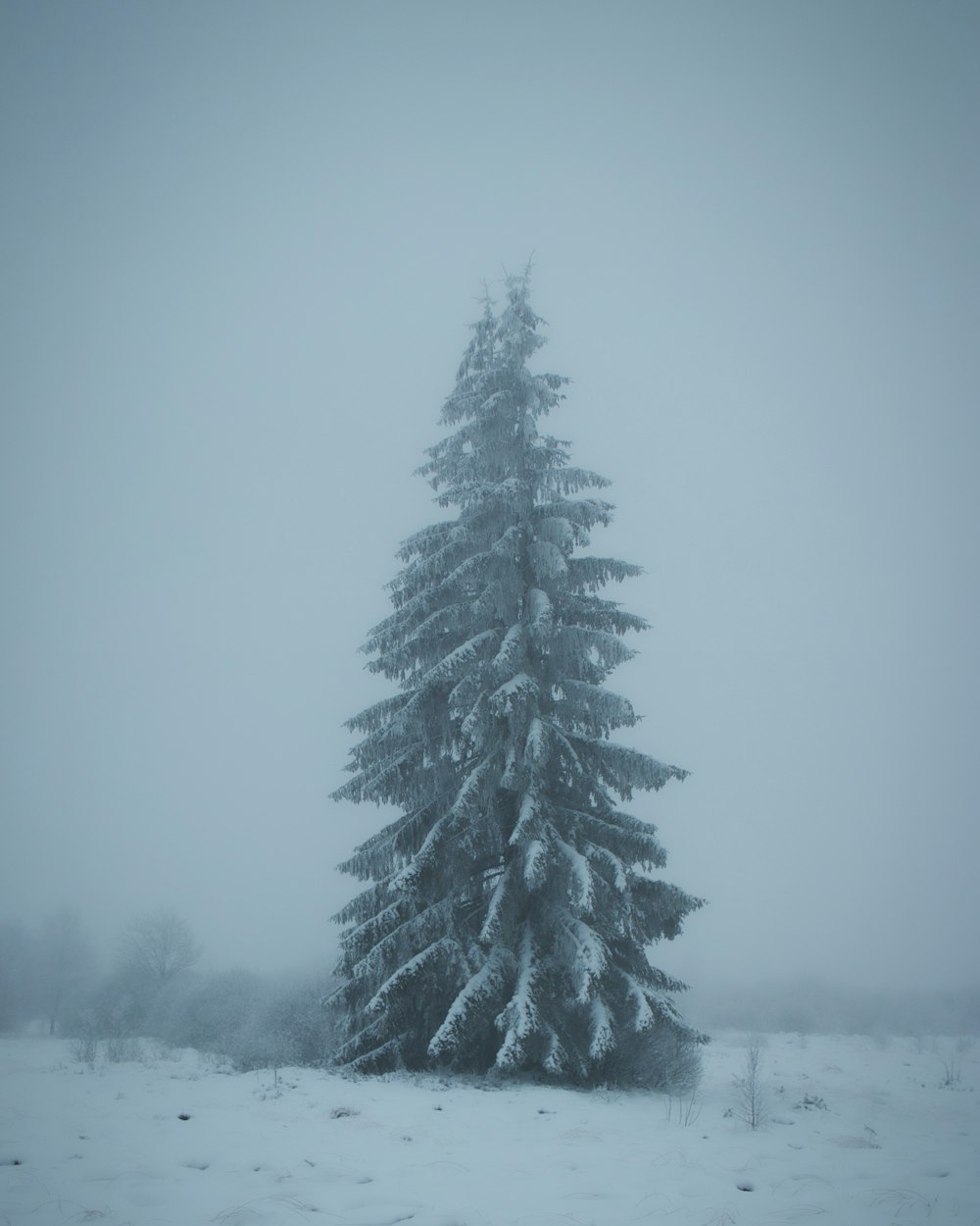 green pine tree covered with snow