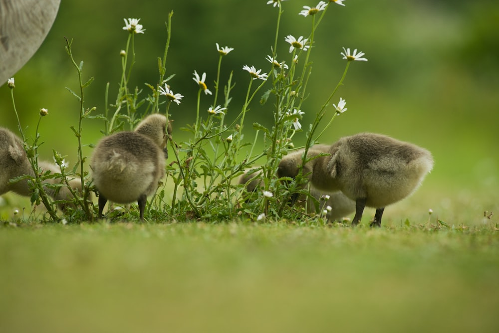 gray and white duck on green grass field during daytime