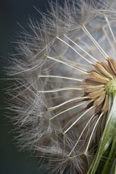 white dandelion in close up photography