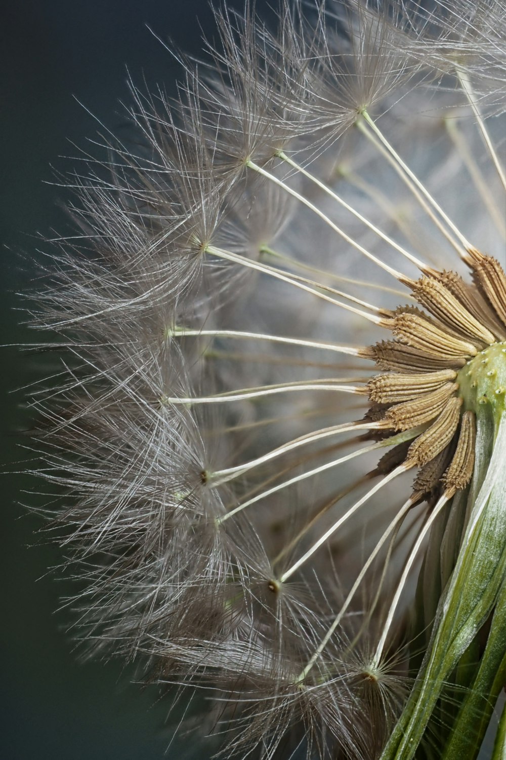 white dandelion in close up photography