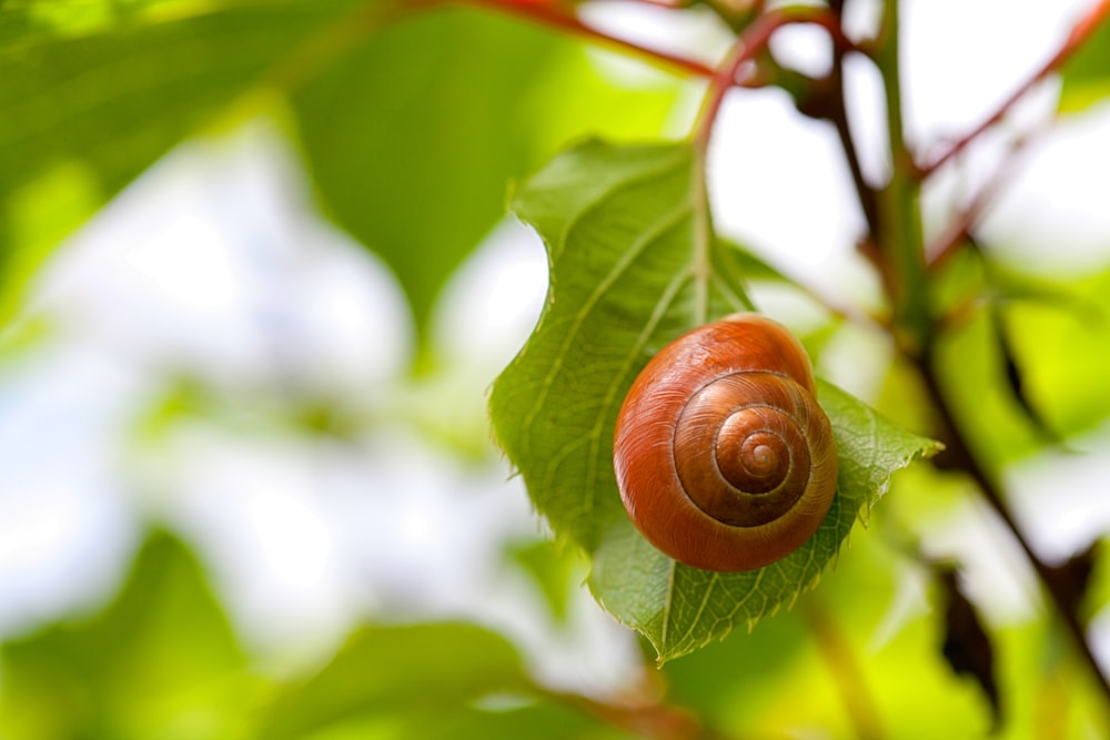 brown snail on green leaf