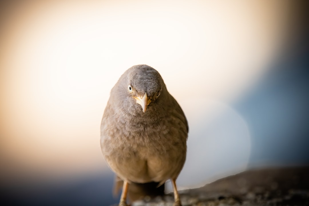 brown bird on gray rock