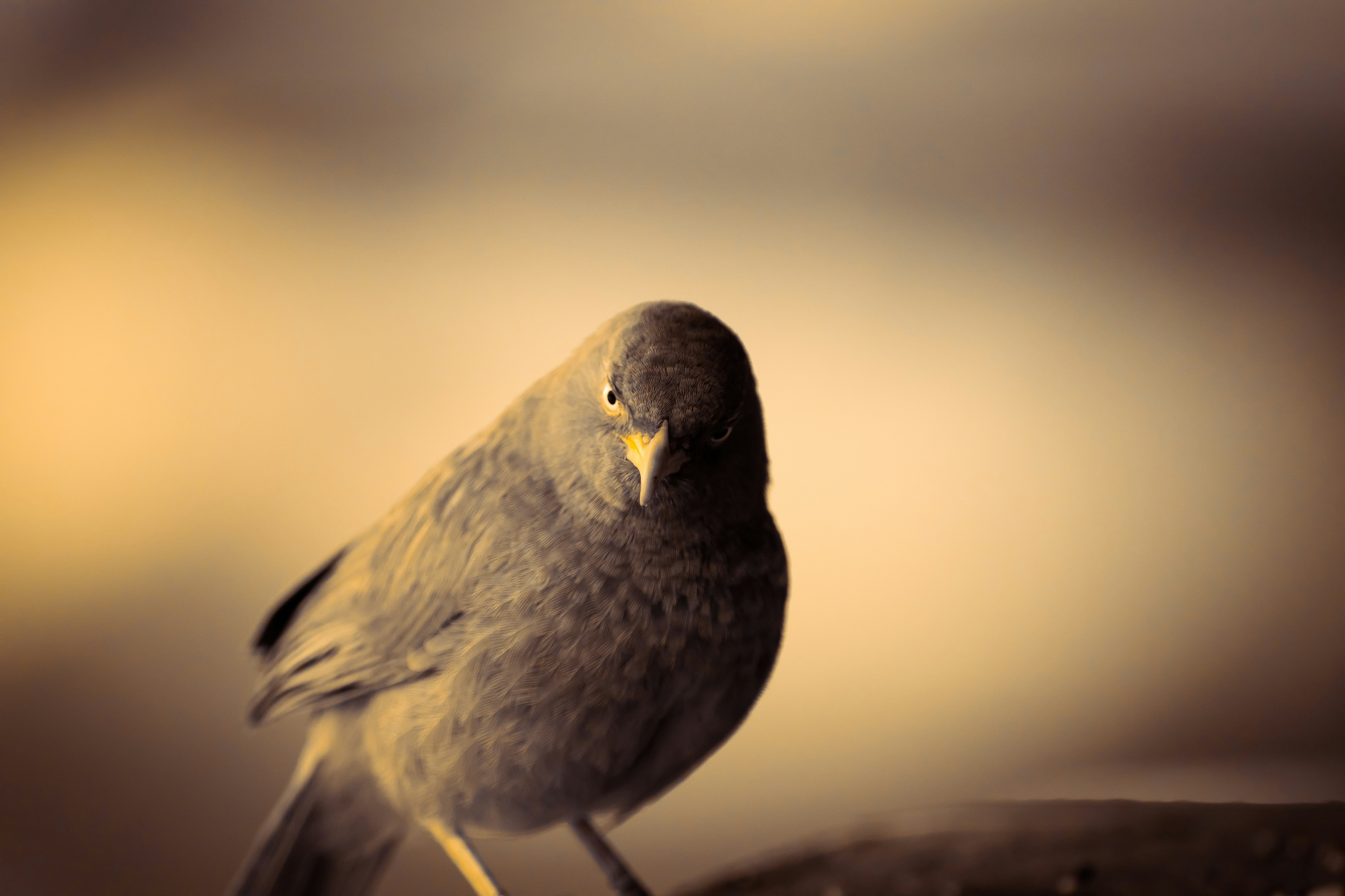 Photo by wildandbeyondbyvivek