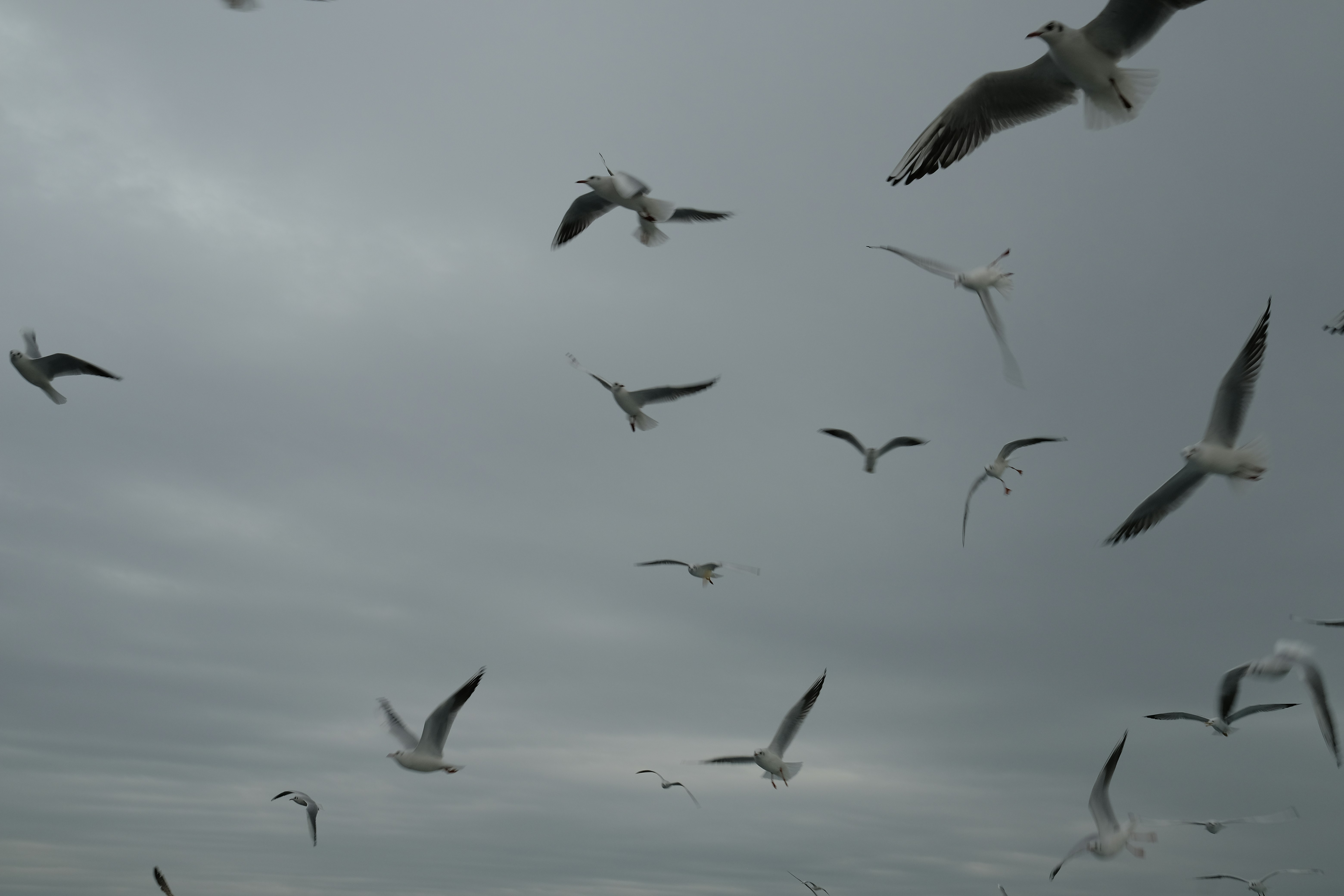 White and black birds flying during daytime photo – Free Grey Image on