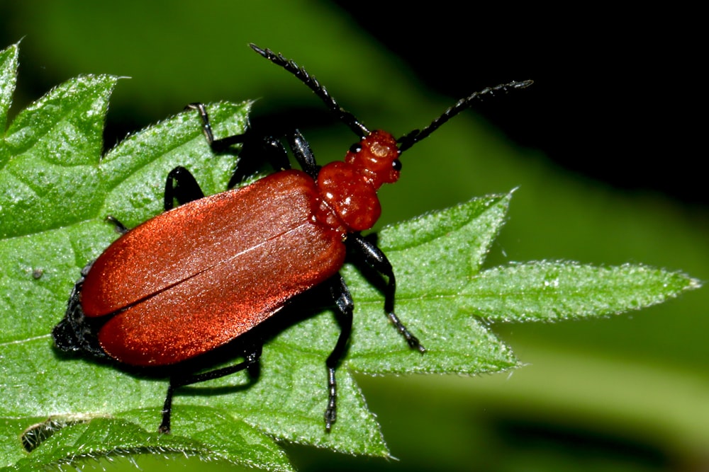 red and black beetle on green leaf