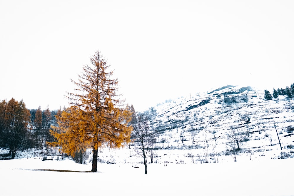 brown trees on snow covered ground during daytime