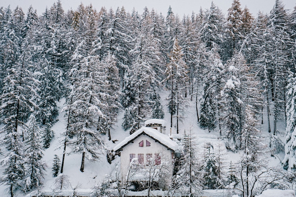 눈으로 덮인 나무로 둘러싸인 갈색과 흰색 집