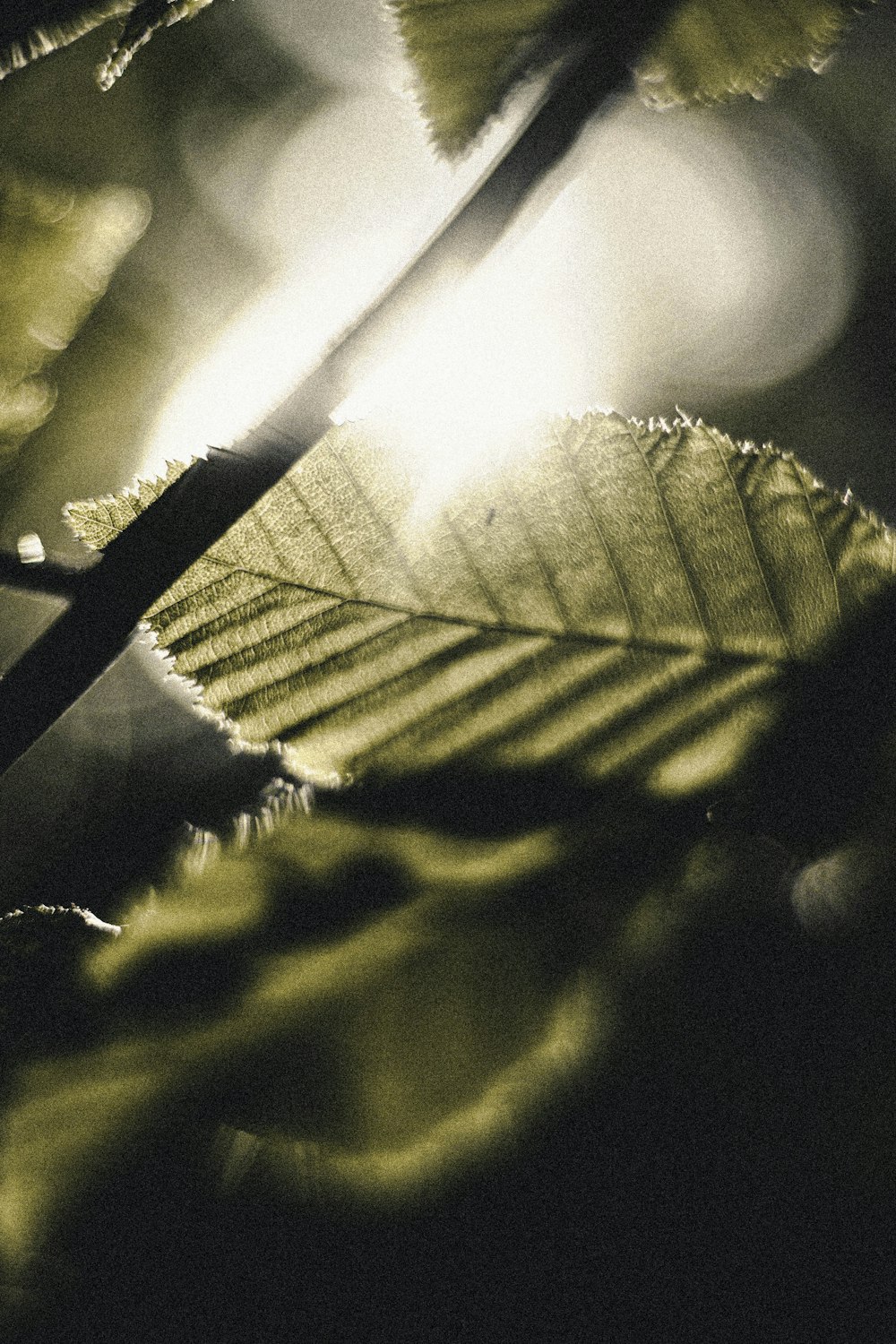 green leaf in close up photography