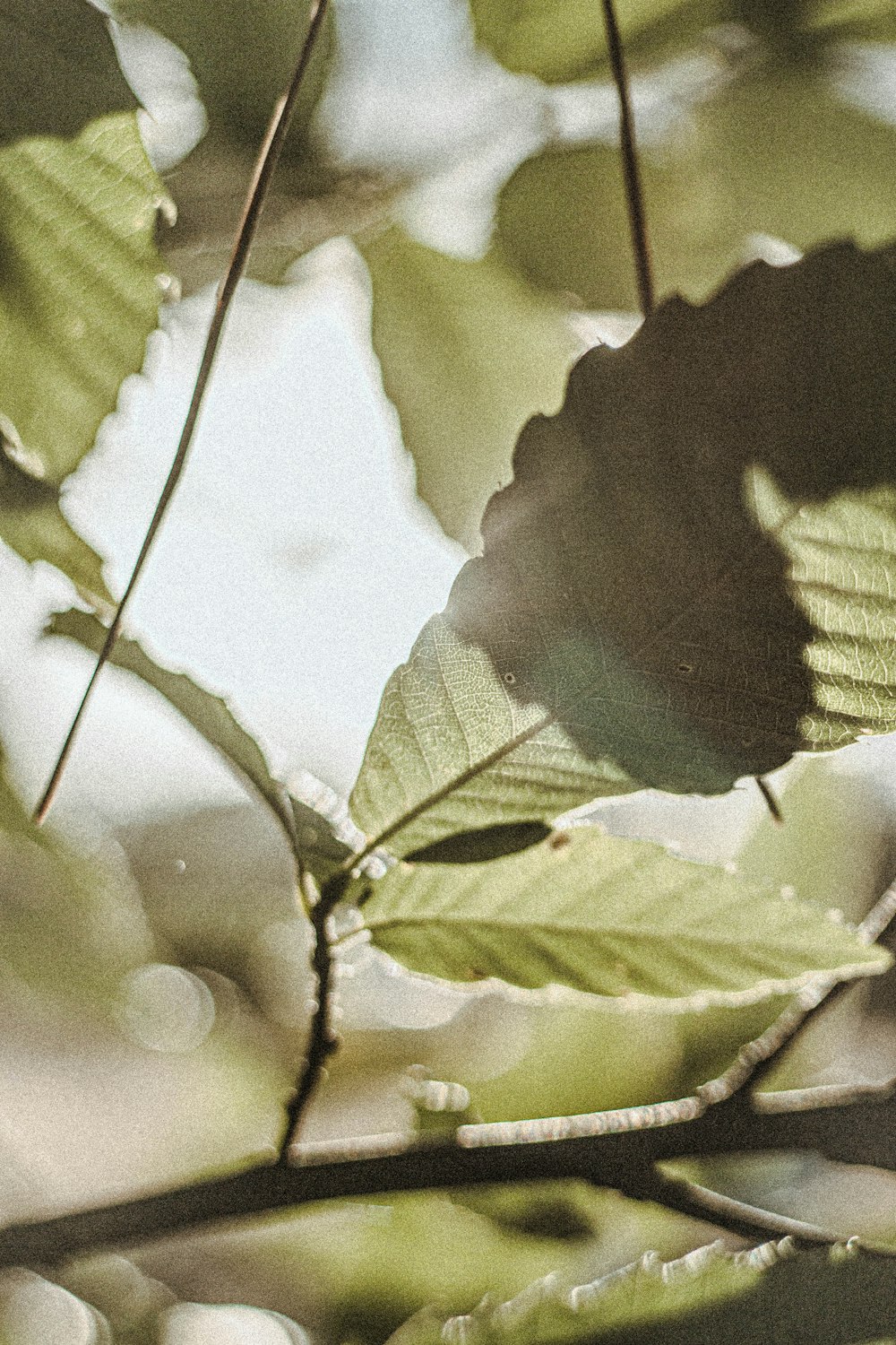 foglia verde in primo piano fotografia