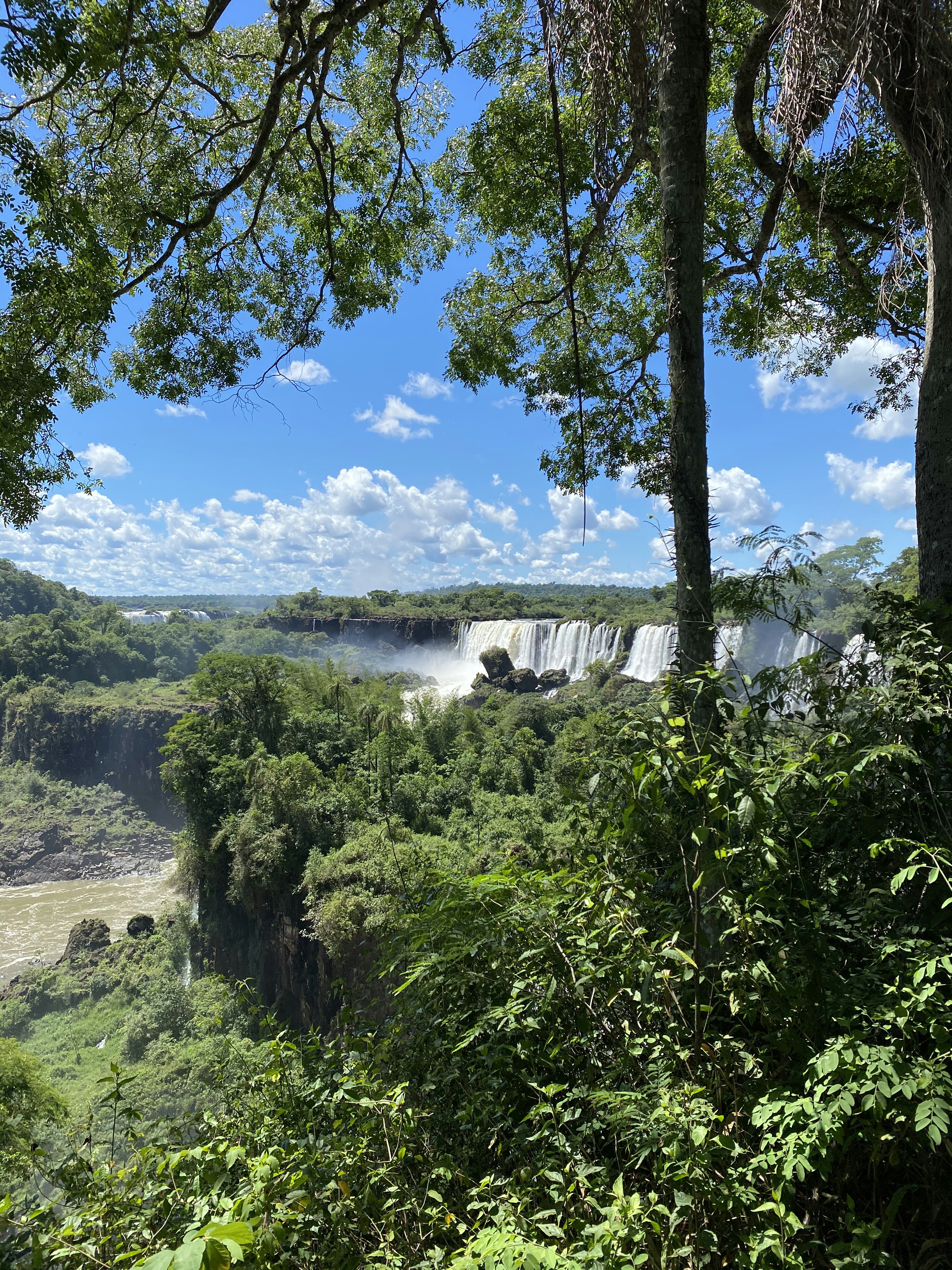 green trees near river under blue sky during daytime