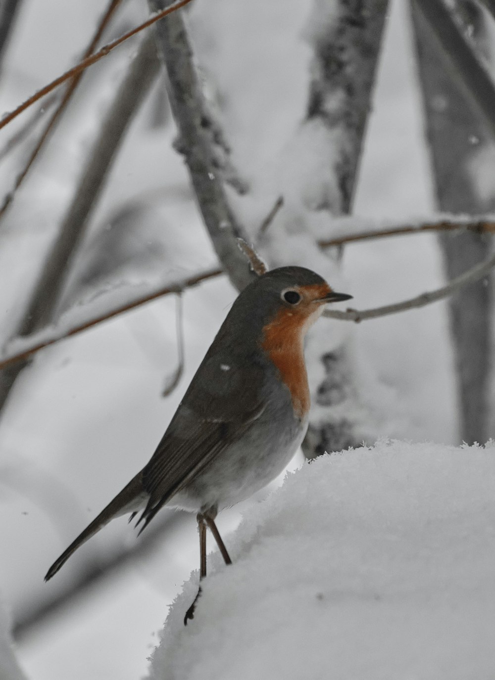 orange and gray bird on tree branch covered with snow