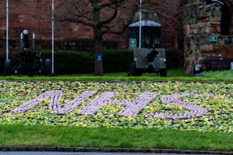 green grass field near brown bare trees during daytime