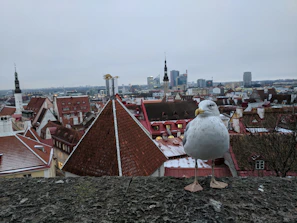 Wide view of Milan cityscape with buildings protected by discreet bird control solutions