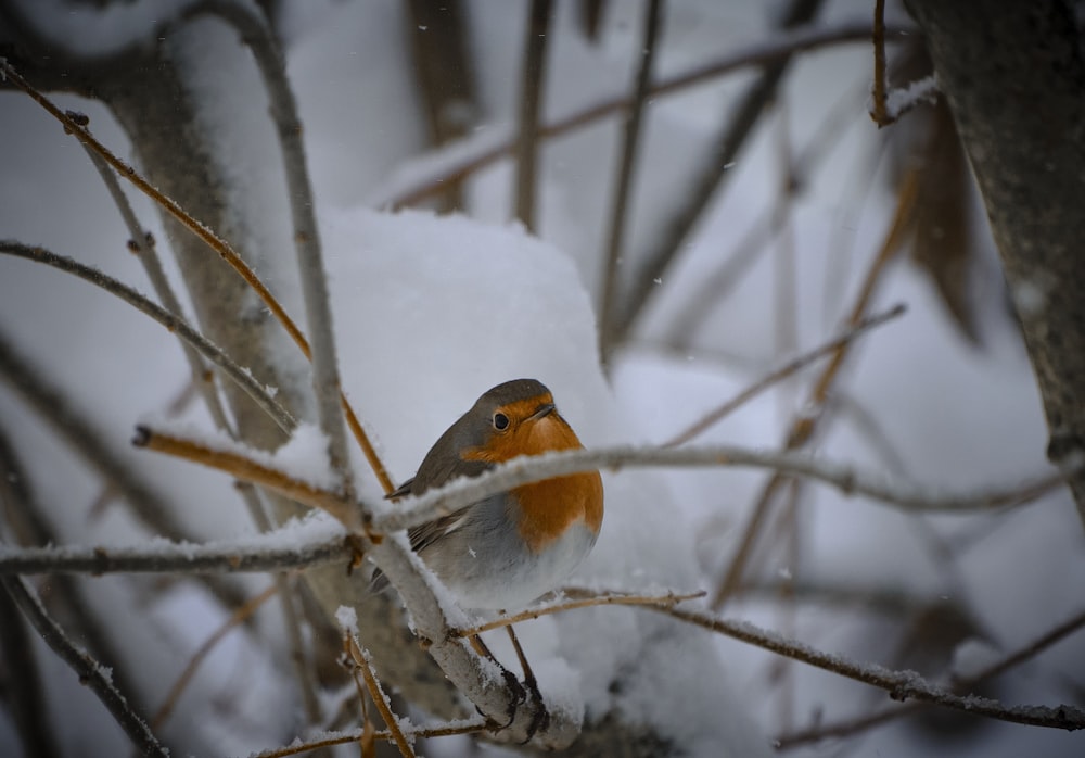 white yellow and gray bird on tree branch covered with snow during daytime