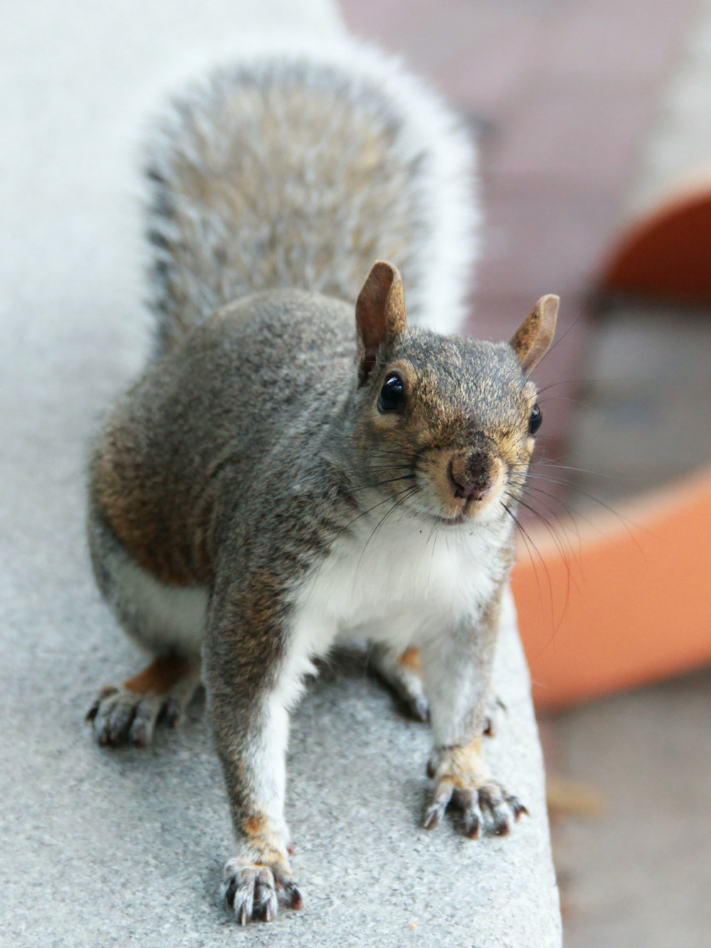 gray and white squirrel on gray concrete floor