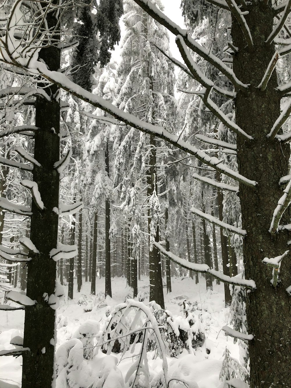 snow covered trees during daytime