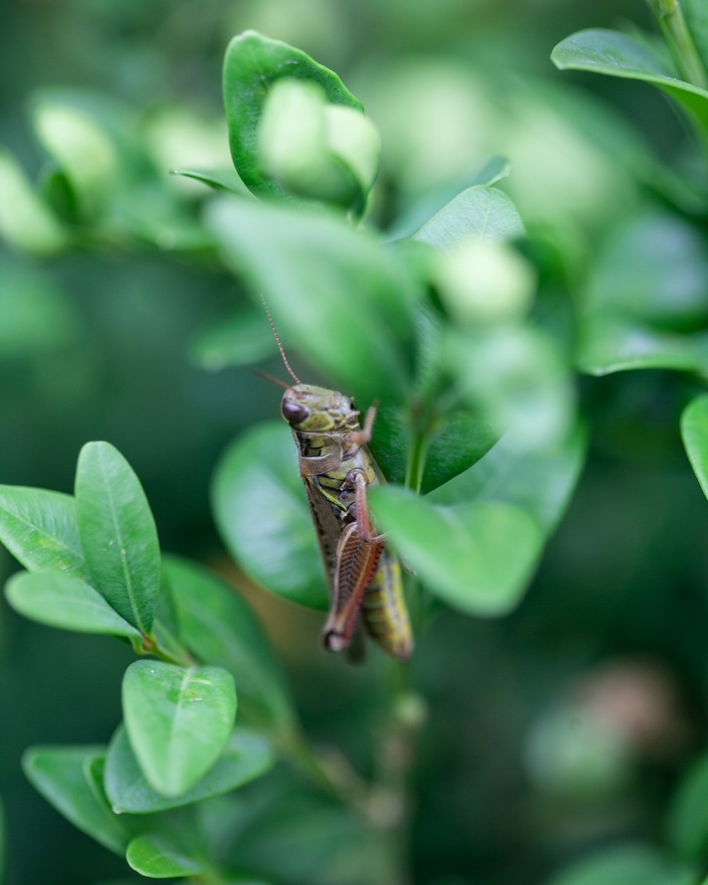 brown grasshopper perched on green leaf in close up photography during daytime