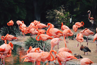 Colorful flamingos gathered along the pink shores of Lake Nakuru.